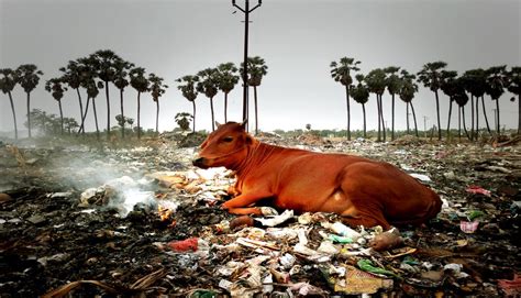 Does Animal Farming Cause Pollution